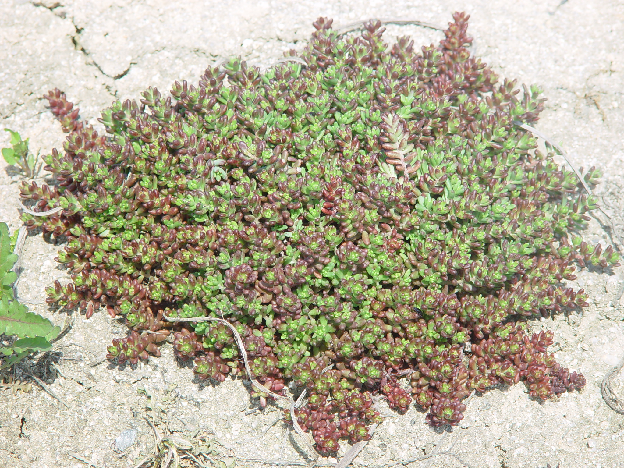 Sedum album 'Coral carpet'